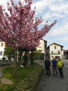 Alberi fioriti nella salita su Via Umberto I° a Viverone (52082 bytes)